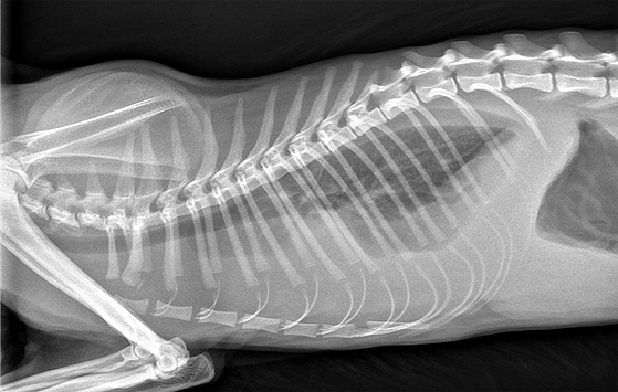 Рентгенография животных Ветклиника